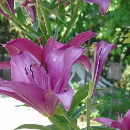 Hotel Grifone 1891 2*