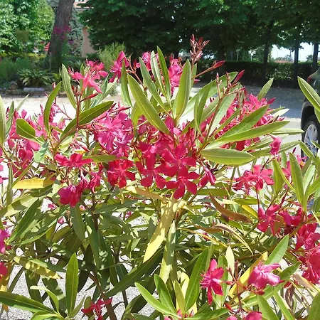 Grifone 1891 فندق