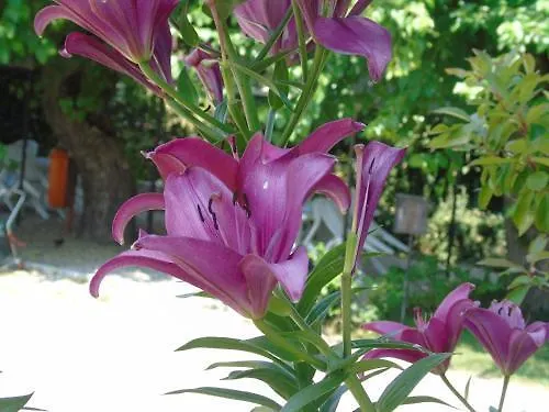 Hotel Grifone 1891 Peschiera del Garda