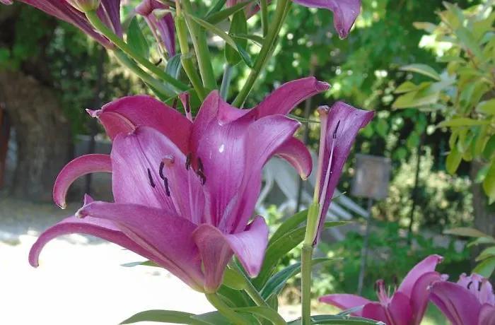 Hotel Grifone 1891 2*